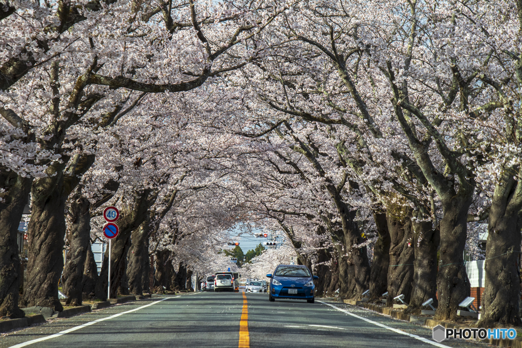 いつもの桜並木