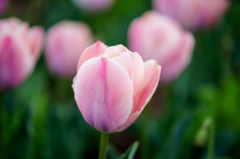 Tulip 2