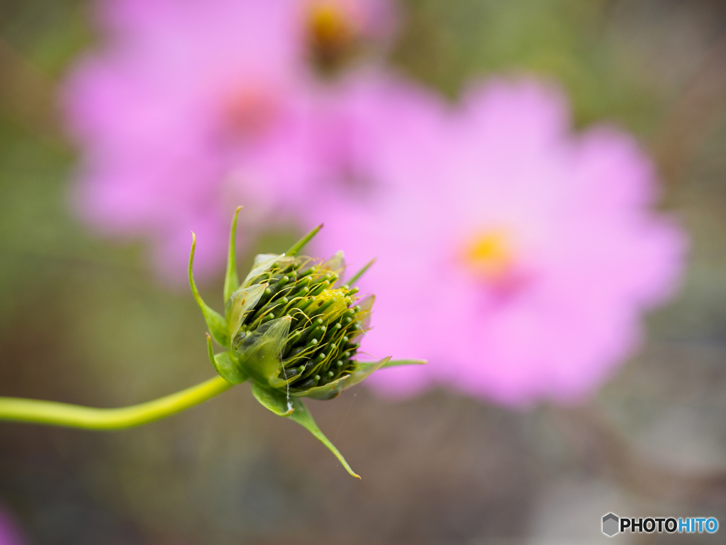Seeds 2