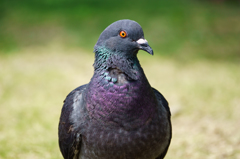鳩