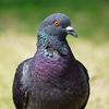 鳩