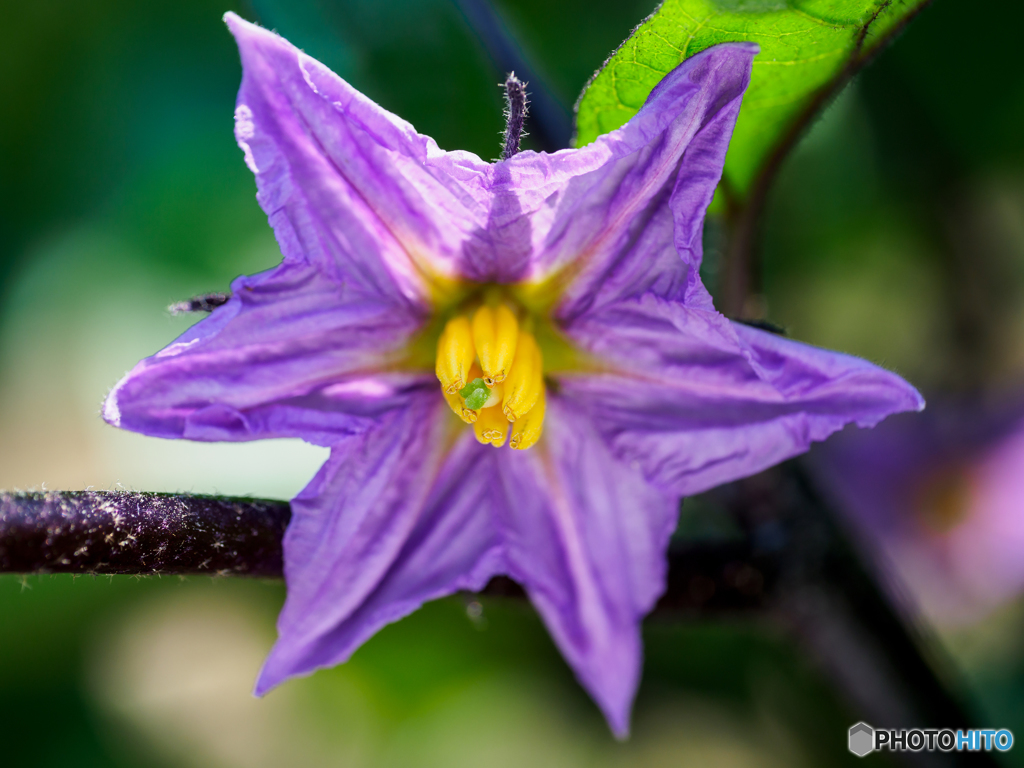 Eggplant