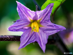 Eggplant