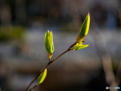 New leaves