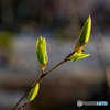 New leaves