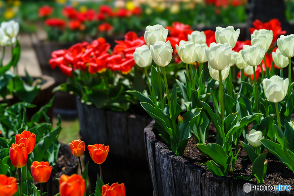 Tulip 1