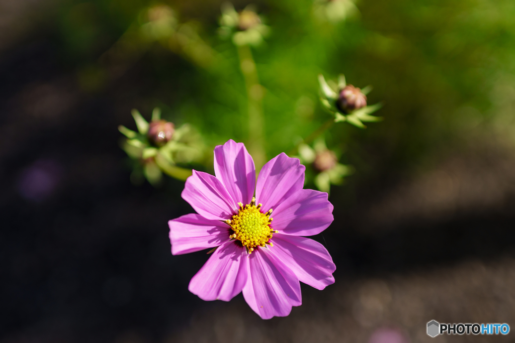 秋桜