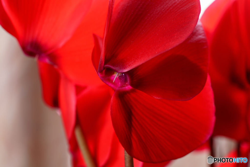 Cyclamen 2