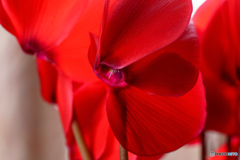 Cyclamen 2