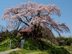 上石の不動桜