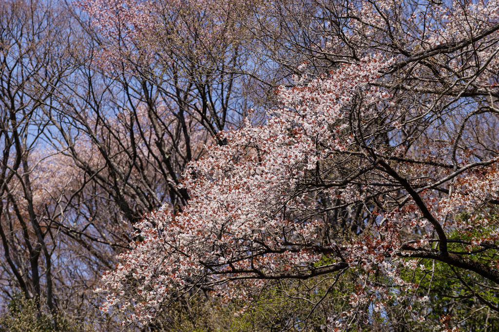 山桜