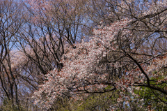 山桜
