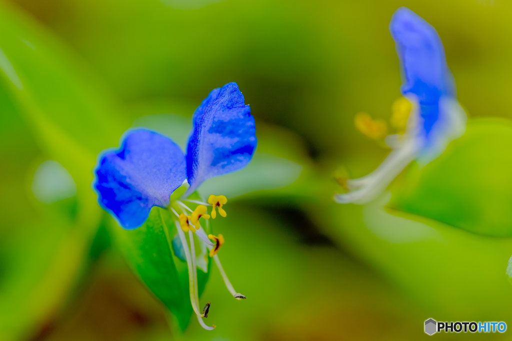 露草