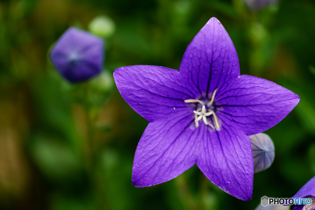 Blue star