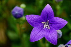 Blue star