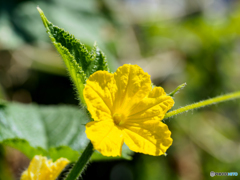 Cucumber
