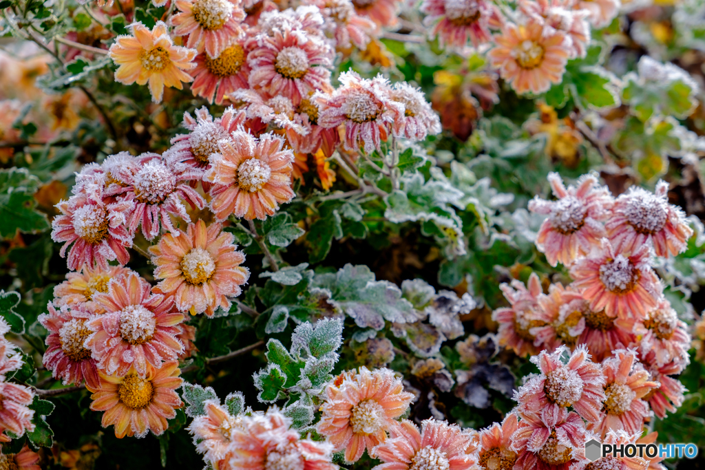 Frost