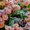 Frost