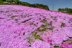 芝桜 1