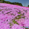 芝桜 1