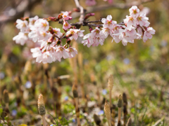 やっと桜が 2