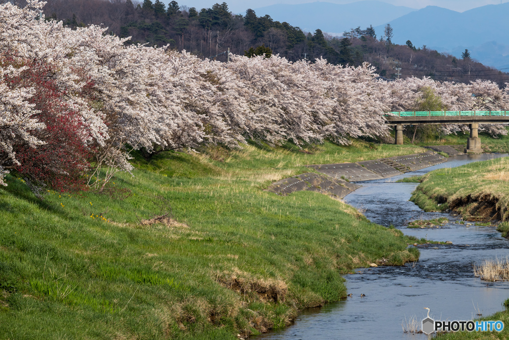 逢瀬川の桜