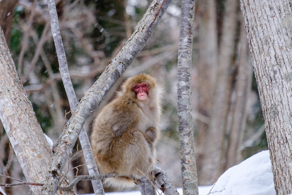 Snow monkey
