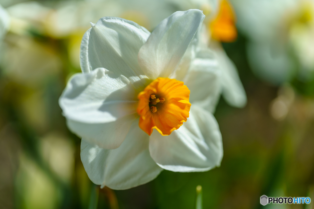 Narcissus
