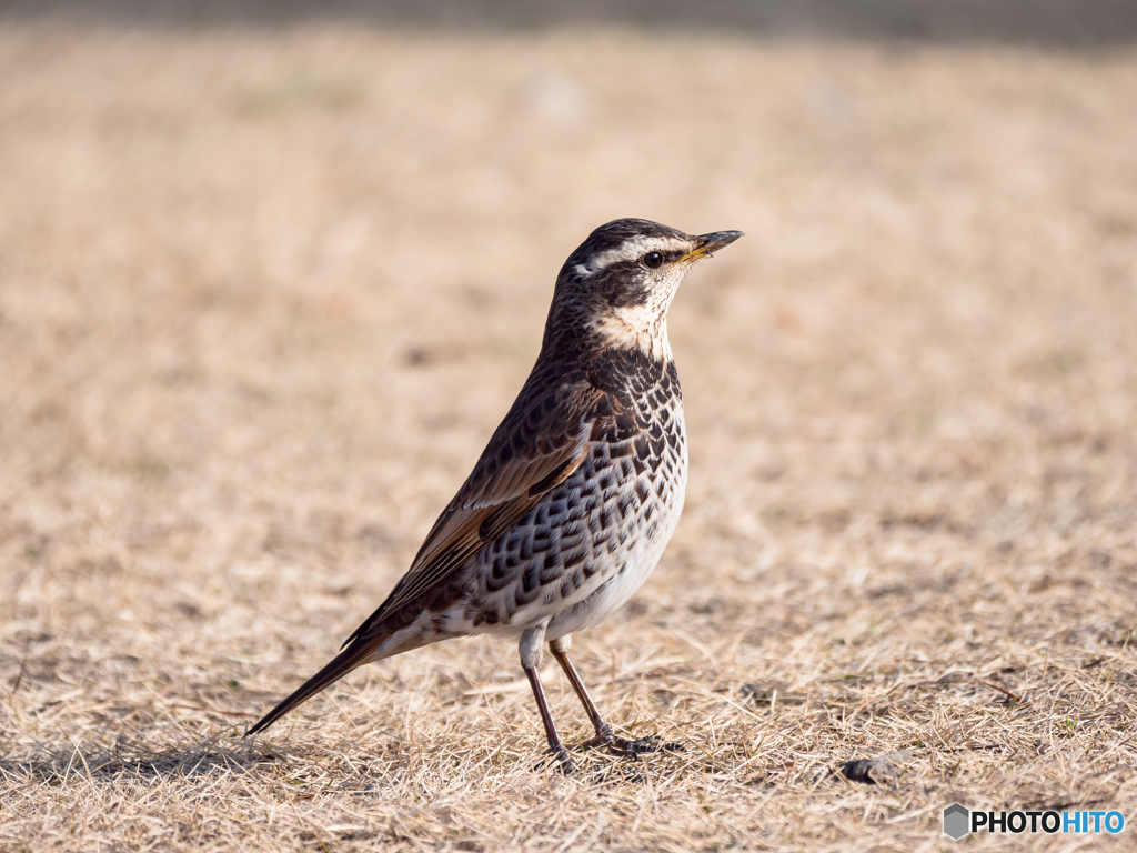 公園の鳥 2