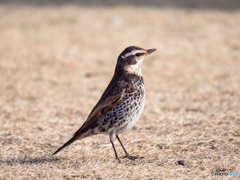公園の鳥 2