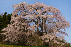 五斗蒔田桜