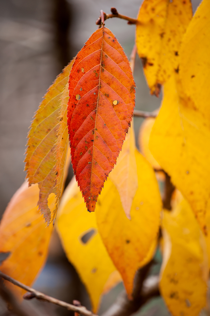 紅葉 黄葉