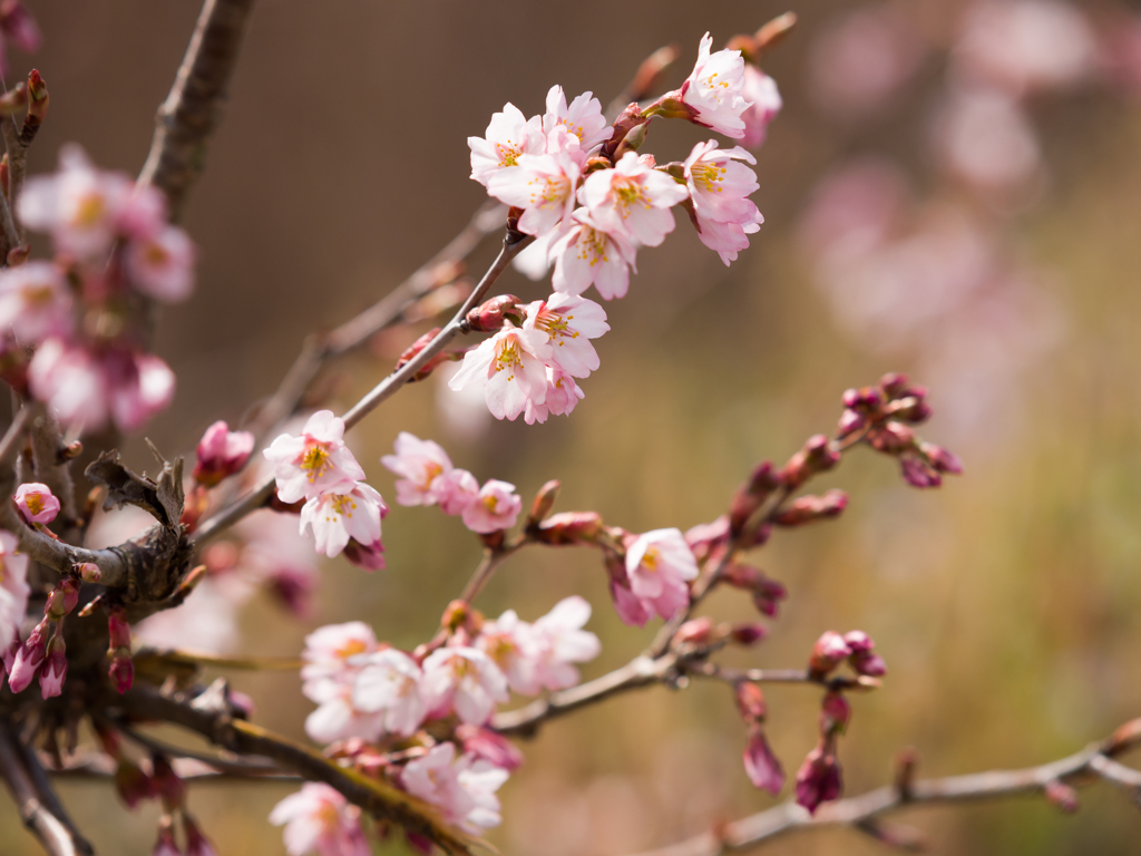 やっと桜が 1