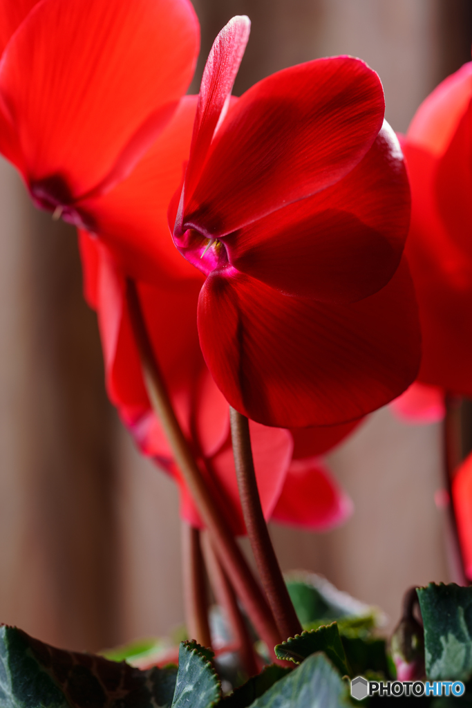 Cyclamen