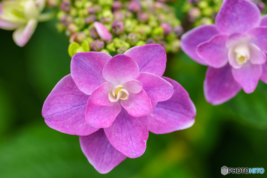 装飾花
