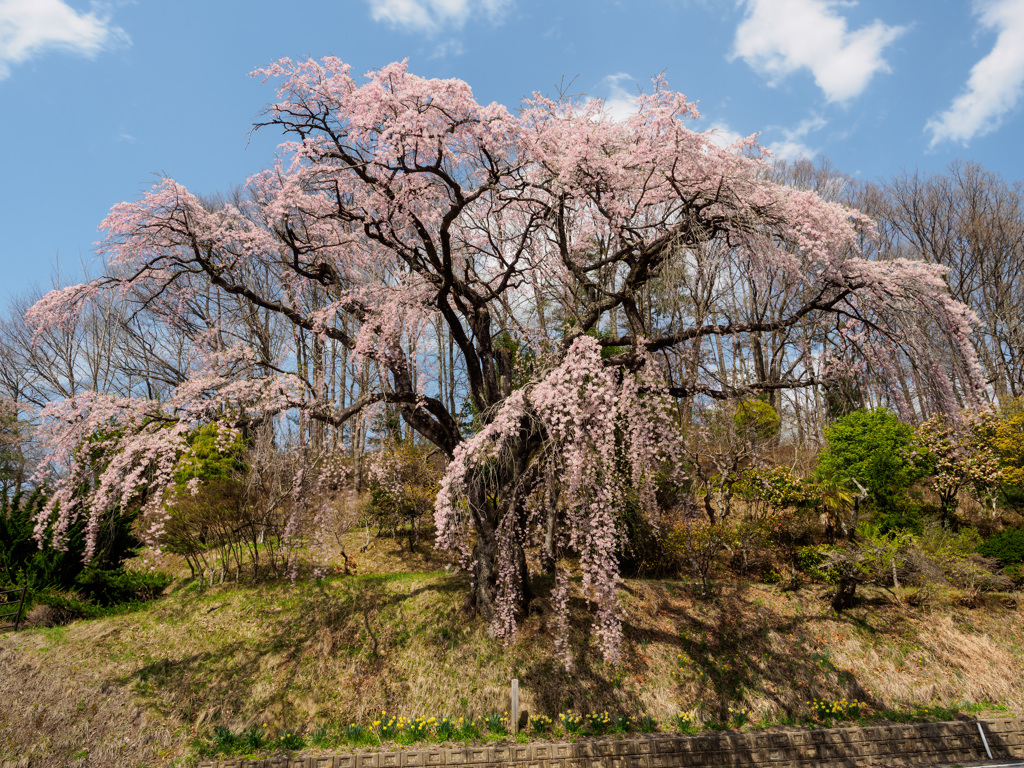 黒木の伊勢桜