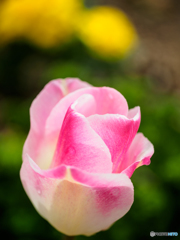 Tulip