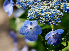 紫陽花 2