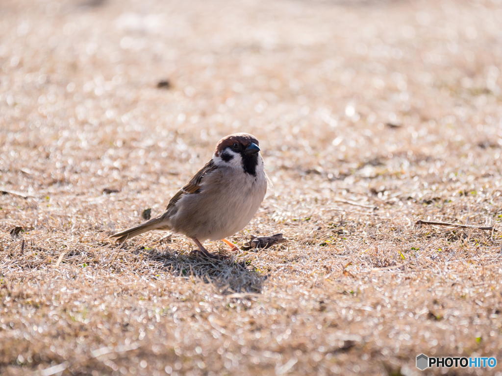 公園の鳥 3