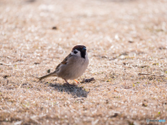 公園の鳥 3