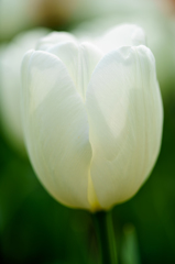 Tulip 3