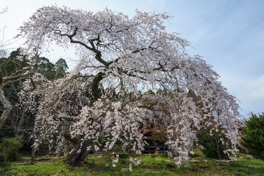 枝垂桜満開