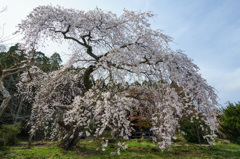 枝垂桜満開
