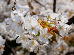 山桜