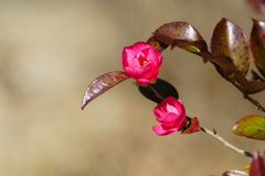 山茶花