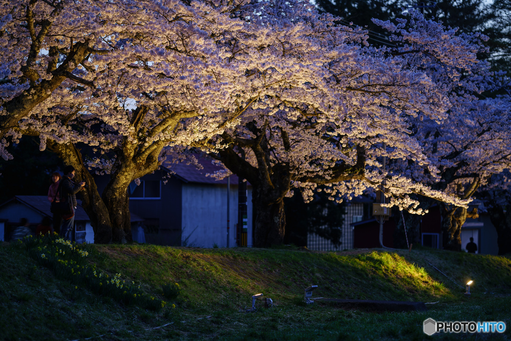 観音寺川の桜 3