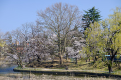 公園のさくら 1