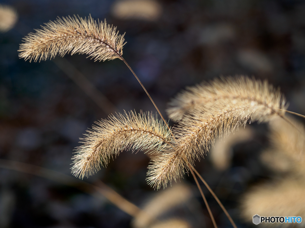 In a early winter morning