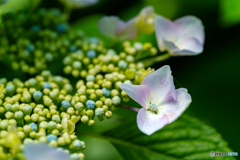 装飾花