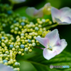 装飾花